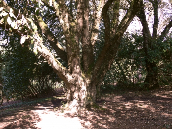 Bois des Moutiers (30) mars 2012